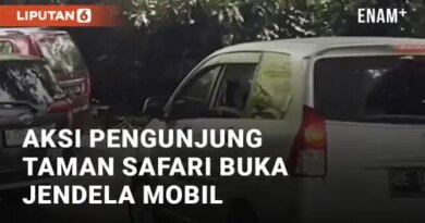 VIDEO: Aksi Nekat Pengunjung Taman Safari Buka Jendela Mobil di Kandang Singa