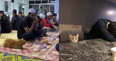 8 Potret Kucing Ikut Ramadhan, Ekspresinya Lucu Saat Sahur