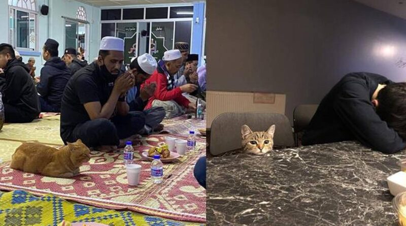 8 Potret Kucing Ikut Ramadhan, Ekspresinya Lucu Saat Sahur